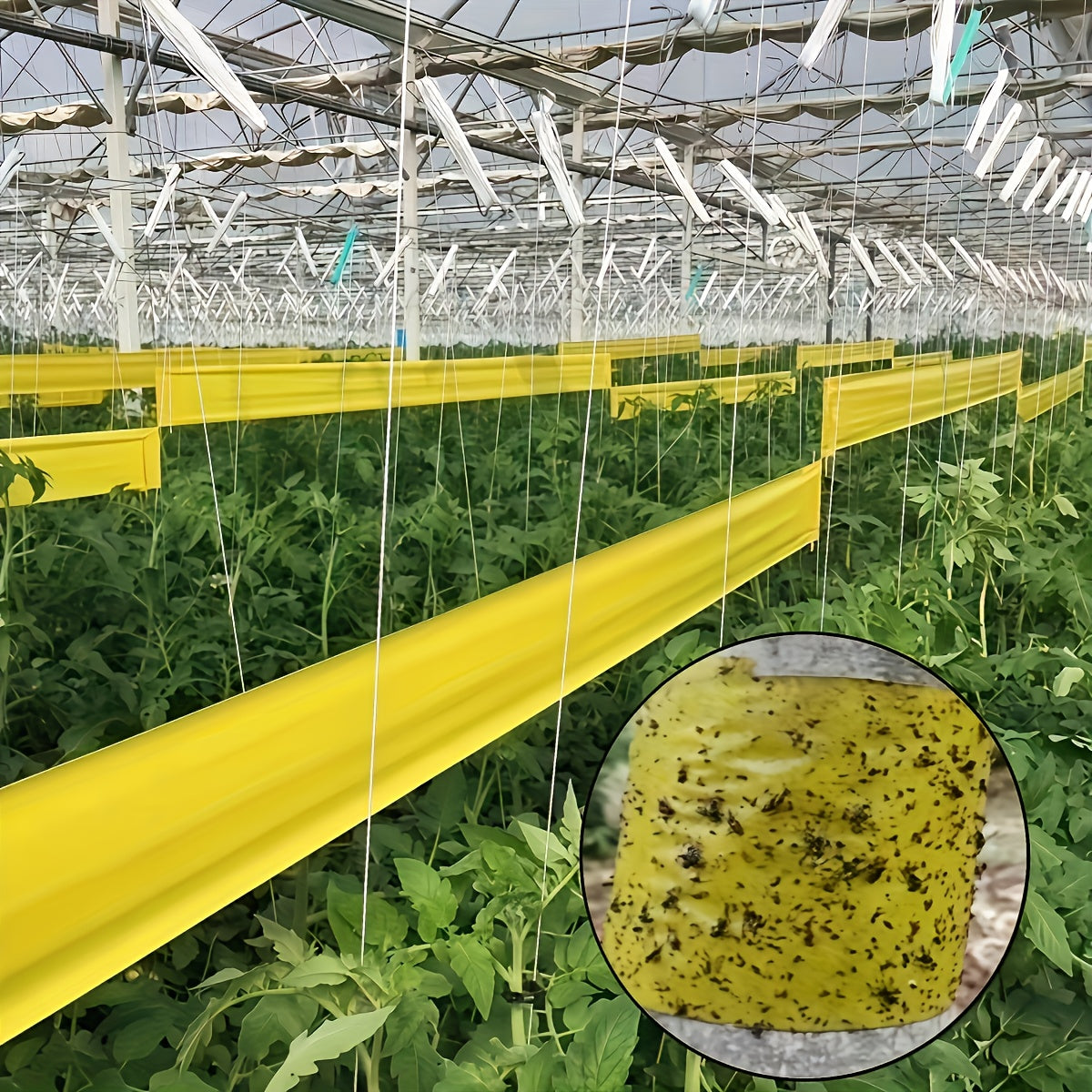 Bugstrip - Outdoor Sticky Insect Barrier Tape for Plants Protection, Weather-Resistant, Easy Application 1