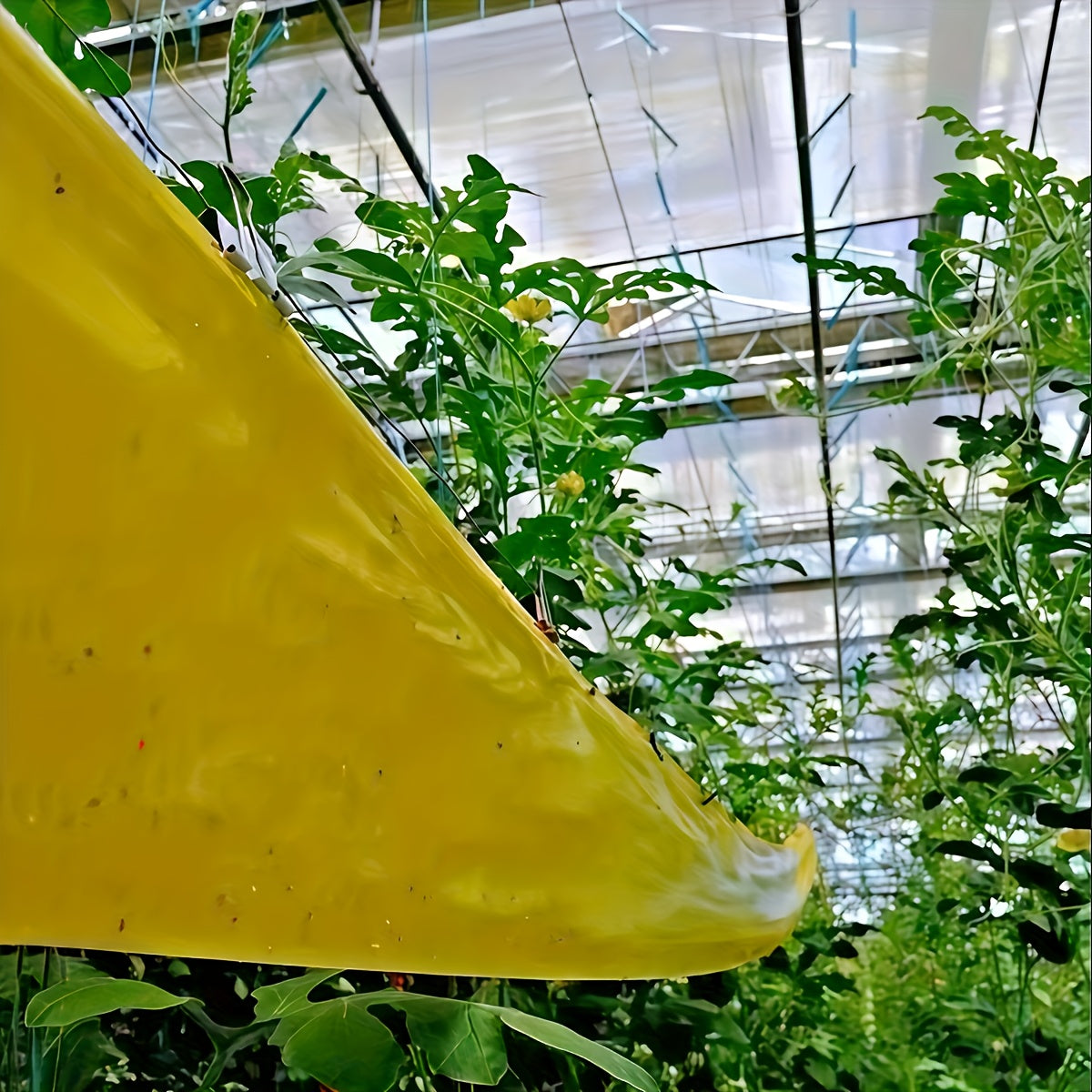 Bugstrip - Outdoor Sticky Insect Barrier Tape for Plants Protection, Weather-Resistant, Easy Application 2