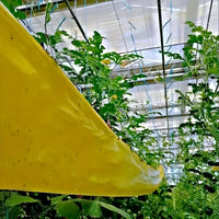 Bugstrip - Outdoor Sticky Insect Barrier Tape for Plants Protection, Weather-Resistant, Easy Application 2