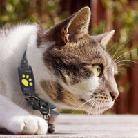 CATNAV – Cat GPS Tracker Real-Time