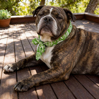 COOLTAIL – Reusable Pet Cooling Bandanas