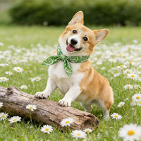 COOLTAIL – Reusable Pet Cooling Bandanas