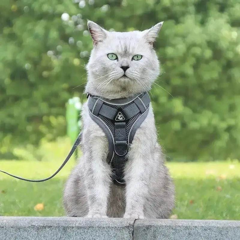 CATSECURE – Y-Shaped Cat Harness