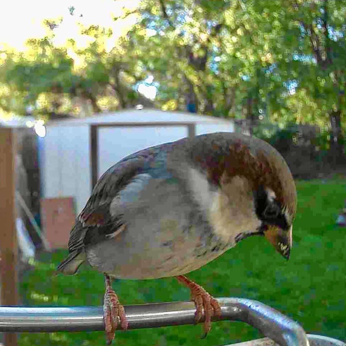 WINGWATCH – Smart Bird Feeder Camera for Everyday Birdwatching