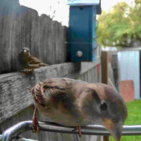WINGWATCH – Smart Bird Feeder Camera for Everyday Birdwatching