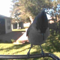 WINGWATCH – Smart Bird Feeder Camera for Everyday Birdwatching