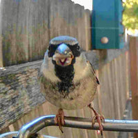 WINGWATCH – Smart Bird Feeder Camera for Everyday Birdwatching