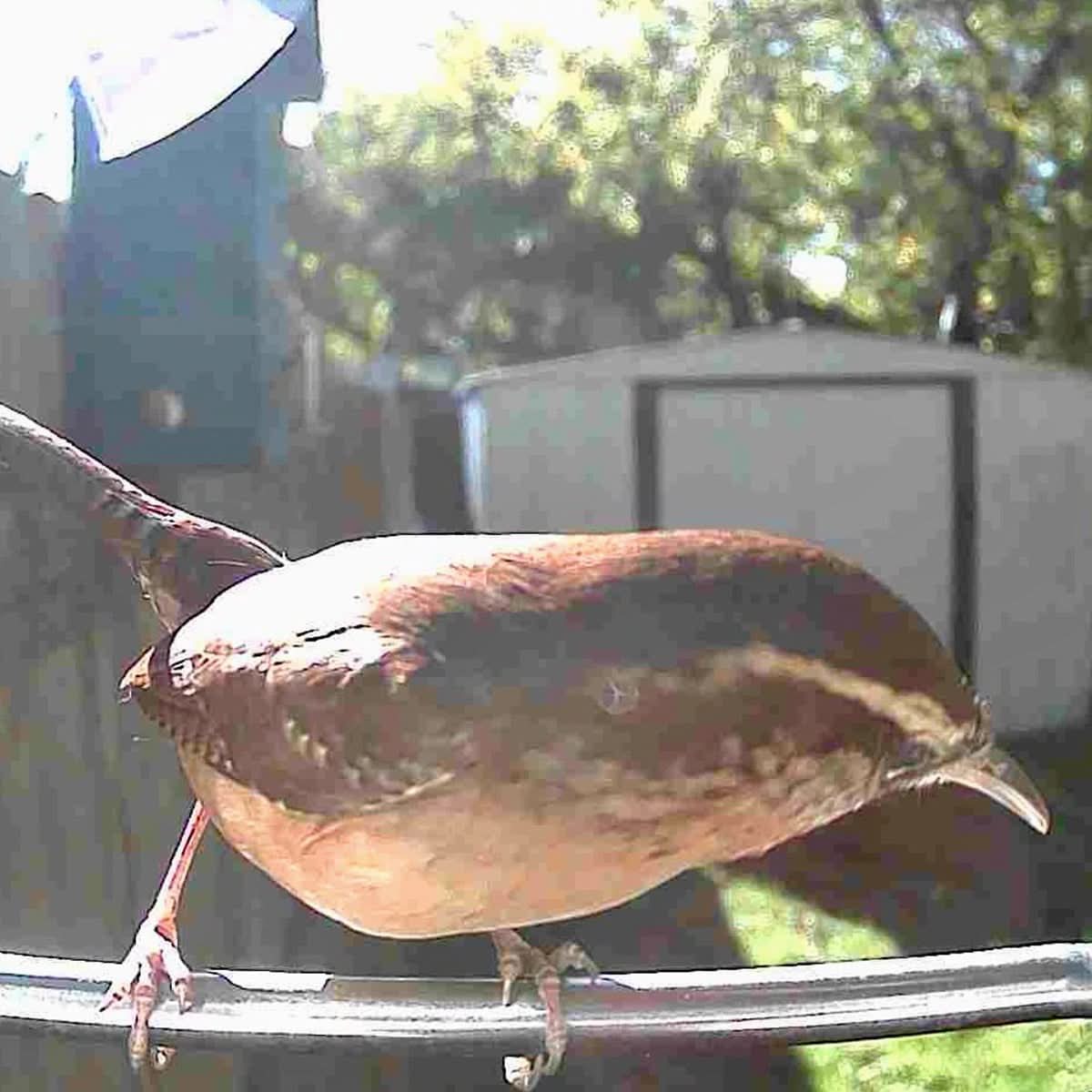 WINGWATCH – Smart Bird Feeder Camera for Everyday Birdwatching