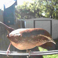 WINGWATCH – Smart Bird Feeder Camera for Everyday Birdwatching