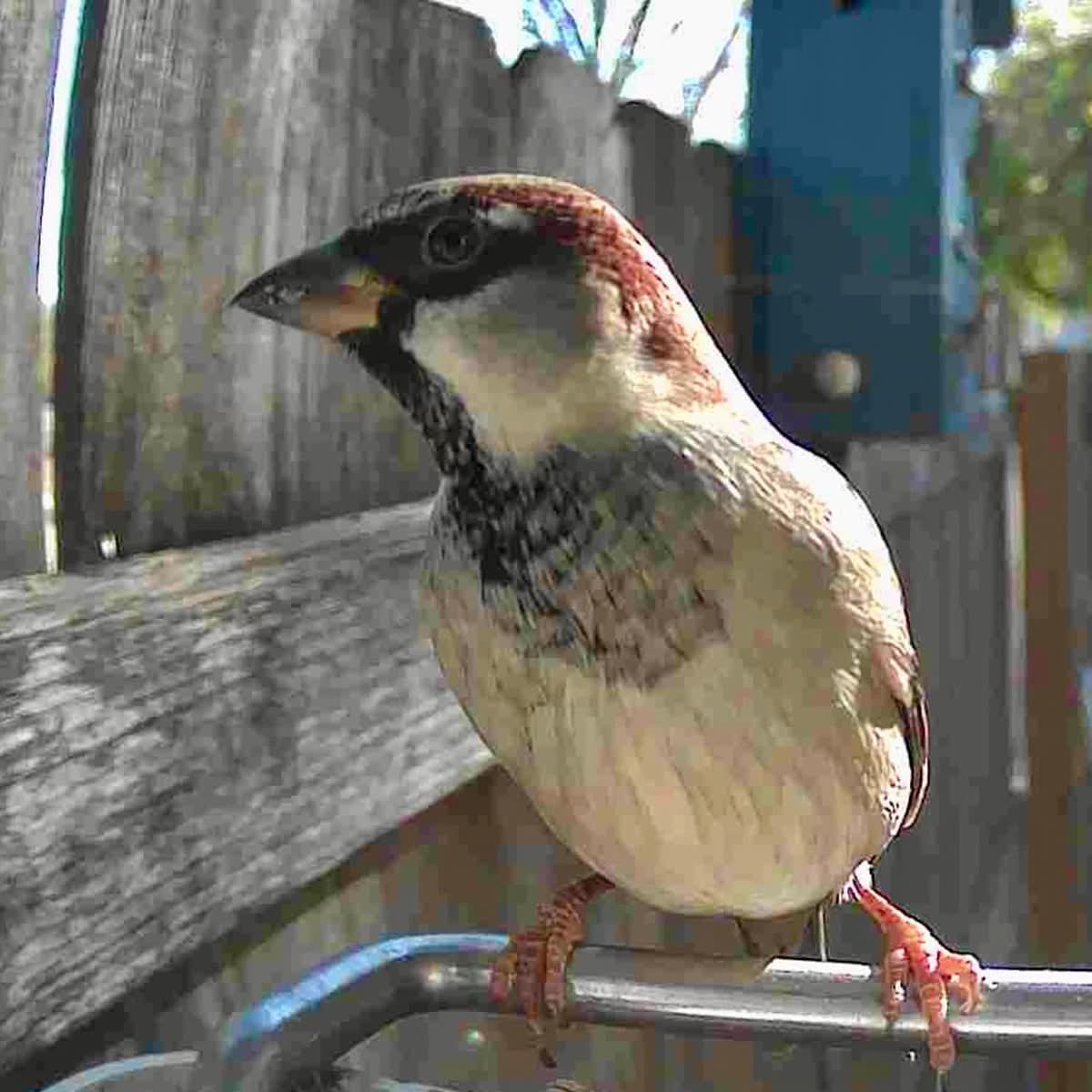 WINGWATCH – Smart Bird Feeder Camera for Everyday Birdwatching