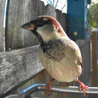 WINGWATCH – Smart Bird Feeder Camera for Everyday Birdwatching