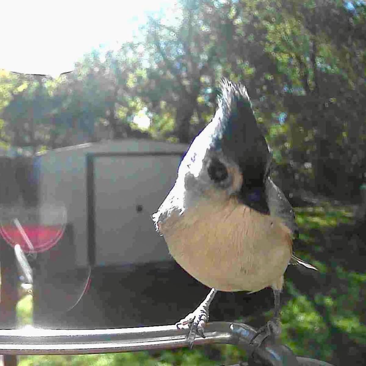 WINGWATCH – Smart Bird Feeder Camera for Everyday Birdwatching
